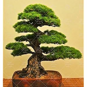 PlenTree 10PCS japanische Schwarzkiefer Bonsai-Baum Garten Innendekoration immergrün, stark Garten s