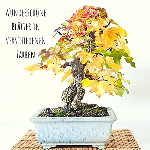 Außergewöhnliche Bonsai Samen mit hoher Keimrate - Pflanzen Samen Set für deinen eigenen Bonsai Baum (1x Amerikanischer Amberbaum)