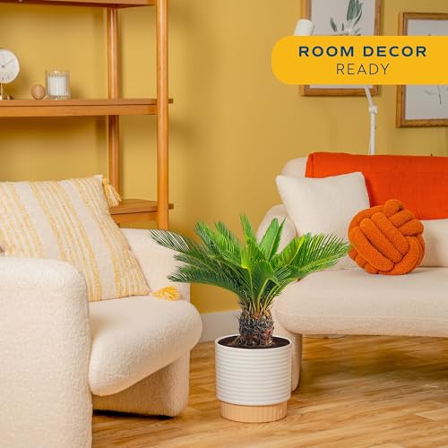 Image of Costa Farms Sago Palm Live Plant in Decorative Pot, Easy to Maintain Large Indoor Houseplant, Perfect for Home, Room, or Office Decor, Great House Warming or Birthday Gift, 2-3 Feet Tall