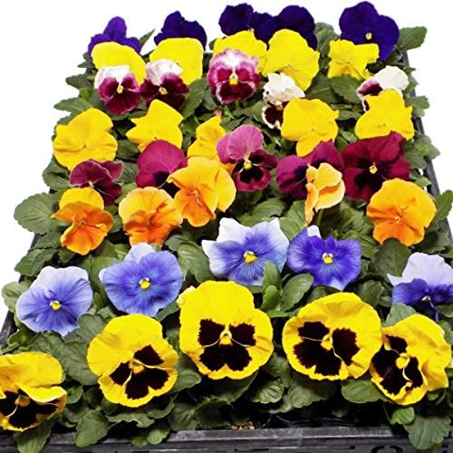 Amazon 大輪咲きパンジー なえ屋生産直売苗 おまかせ セット 9cmポット苗 40ポットセット 8色各5ポット 花