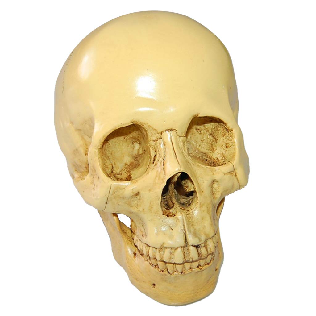 1:1 Realista Replica Cráneo Resina Cráneo Esqueleto Cabeza Modelo