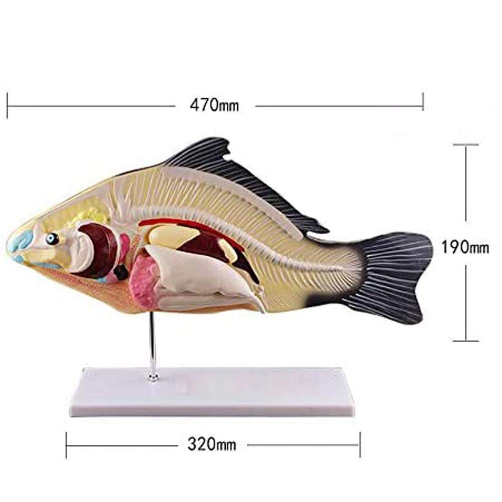 Modelo de anatomía de Peces, Modelo de exhibición de vísceras Animales, 3 Partes Desmontables, Adecuado para clínicas veterinarias, exhibición de enseñanza