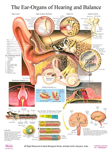 Dbios Stampa digitale l'orecchio-organi dell'udito...