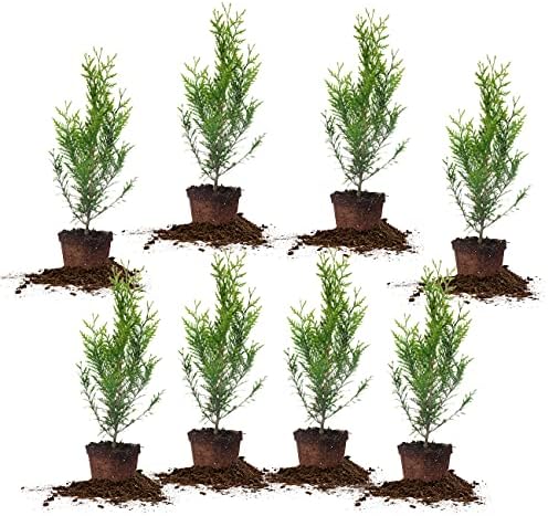 PERFECT PLANTS Thuja Green Giant 1 Gallon 8-Pack | Privacy Evergreen Arborvitae | Adaptable Lush Green Foliage