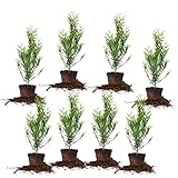 Perfect Plants Thuja Green Giant 1 Gallon 8-Pack | Privacy Evergreen Arborvitae | Adaptable Lush Green Foliage