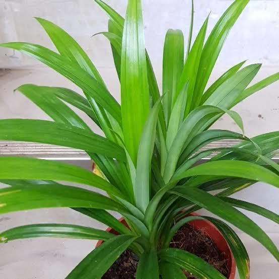 OXY GREEN PLANT®Live Kewda Plant | Anti Cancer Kevda Plant | Kewra Natural Perfume Plant | Pack of 1 Plant (B0CV18NW2D) Amazon Price History, Amazon Price Tracker