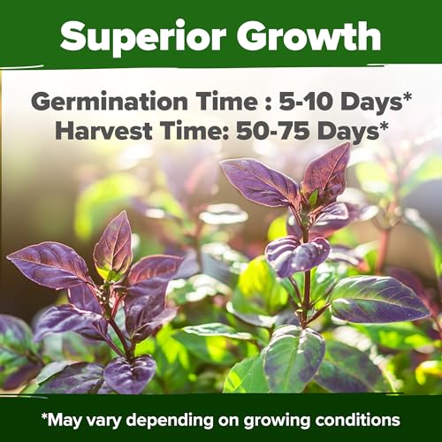 Image of HOME GROWN Thai Basil Seeds Pack - 438 High Germination Heirloom Herb Seeds for Planting,Ideal for Growing Fresh Basil Planting Indoor or Outdoor(Ocimum basilicum VAR.thyrsiflora)