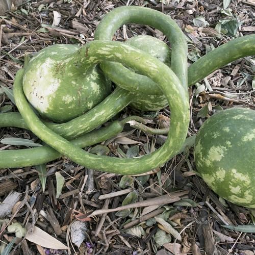 Dipper Extra Long Handle Gourd Seeds