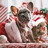 ALL-FOR-PAWS-Interactive-Dog-Squirrel-Plush-Toys-Stuffed-Animal-Squeaky-Toy-Perfect-Puppy-Plush-Toy-for-Dogs-Enrichment-Toys-Large Interactive Dog Squirrel Plush Toys