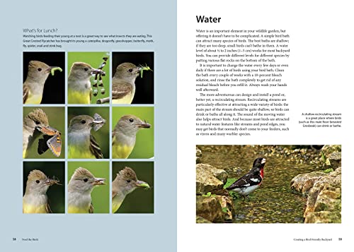 Feed the Birds: Attract and Identify 196 Common North American Birds - Image 8