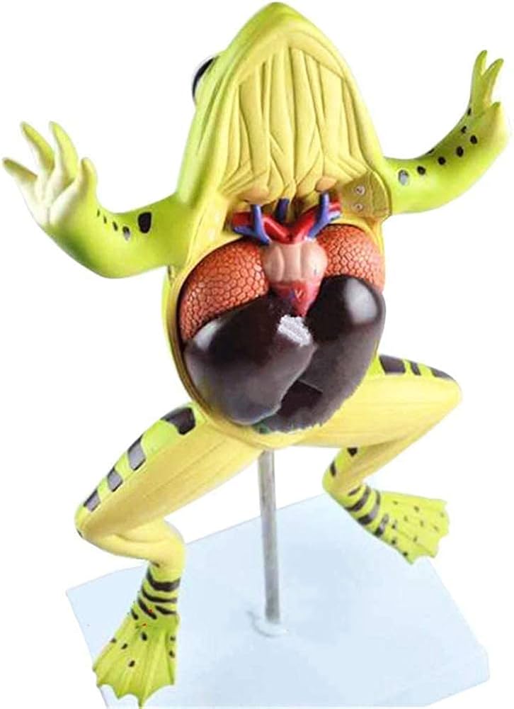 Amazon.co.jp: モデル動物解剖学カエル臓器解剖学モデルスケルトン臓器