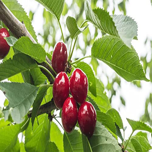 Dwarf Cherry Tree Seeds, Prunus Cerasus, Prunus Fruticose, Indoor/Outdoor(10 Seeds)-Qauzuy Garden #TOP1