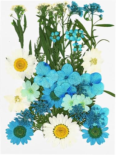Pequeñas Flores Secas de Crisantemo para Decoración