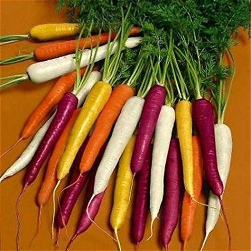 Adolenb Jardin-50pcs / sac multicolore Graines carotte Heirloom bio Graines Légumes Fruits ginseng carotte Graines Plante en pot pour jardin mixtes (mix)