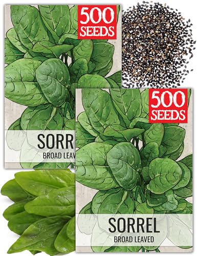 Seed Needs Large Leaf Sorrel Seeds for Planting - Heirloom Non-GMO & Untreated Medicinal or Culinary Herb - Grow a Home Grown Outdoor Garden (2 Packs)