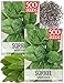 Package of 500 Seeds, Large Leaf Sorrel (Rumex acetosa) Non-GMO Seeds By Seed Needs