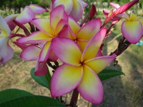 8 Inch to 12 Inch Cutting Rooted Plumeria Plants Free Permit Name"janny Pink"