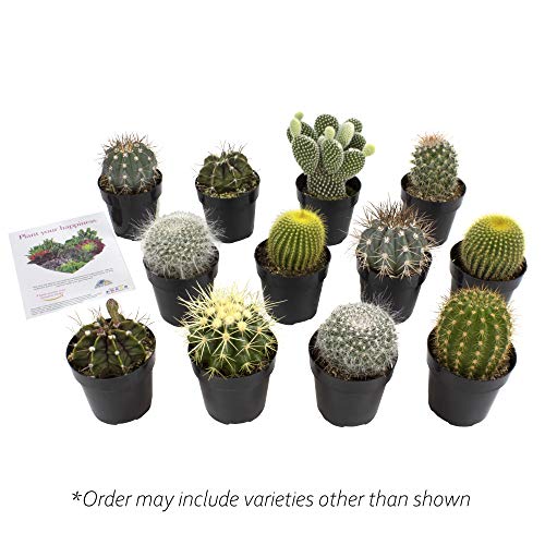 Assorted Cactus Collection 2.5" 12 Pack #TOP7