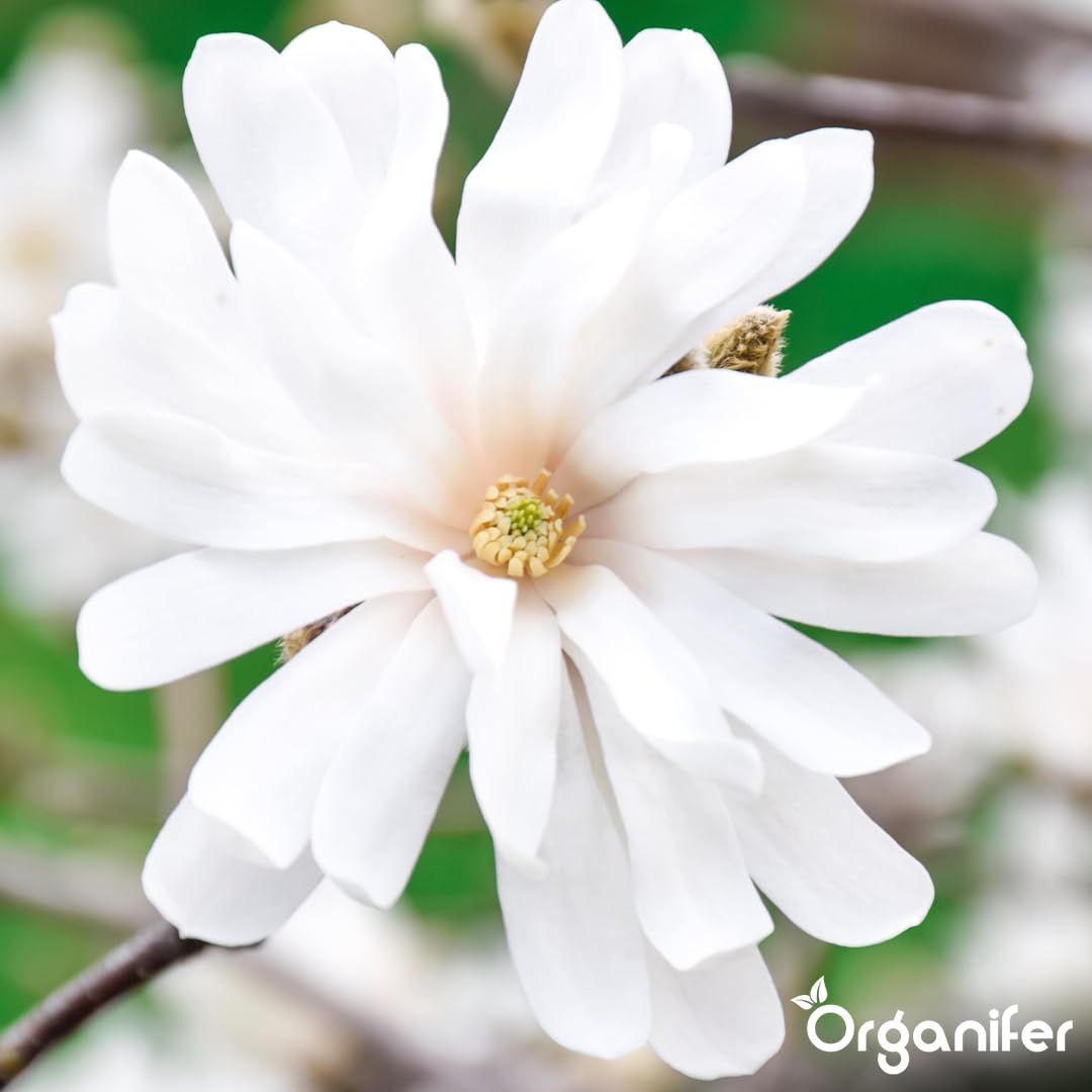 Fertilizzante Liquido Per Magnolia Stellata 3L – Concime Organico Per Fioritura Elegante E Fogliame Sano – Rafforza Radici E Crescita Sana – Organifer