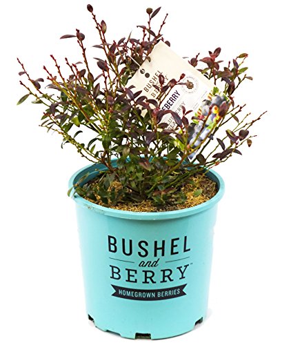 Bushel and Berry - Vaccinium cor. Blueberry Glaze (Blueberry) Edible-Shrub, , #2 - Size Container
