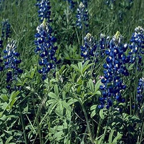 Kviter 100 Seeds Bluebonnet Flower - Lupinus Organic Flowers Seeds For Planting - Bluebonnet Lupinus Seeds For Home And Garden #TOP1