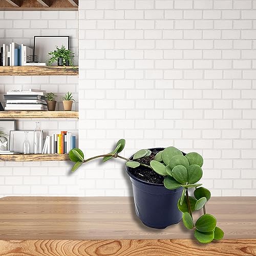 BubbleBlooms Peperomia Hope in a 4 inch Pot rotundifolia