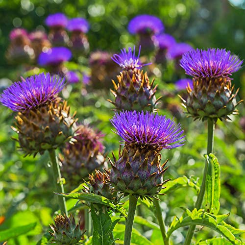 Outsidepride Cardoon Seeds - 200 Pcs Perennial, Sun-Loving & Self-Seeding, Herb Seeds for Planting w/Edible Thistle-Like Leaves & Head Violet Blooms, Ideal for Garden Landscaping