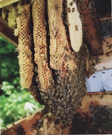 Amazon | 日本みつばちの蜂蜜 非加熱 150g | 信州蜂蜜本舗 | はちみつ