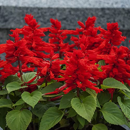 Chuxay Garden Red Salvia Splendens-Scarlet Sage 400 Seeds Scarlet Red Salvia Herb Privacy Screen Plant #TOP4