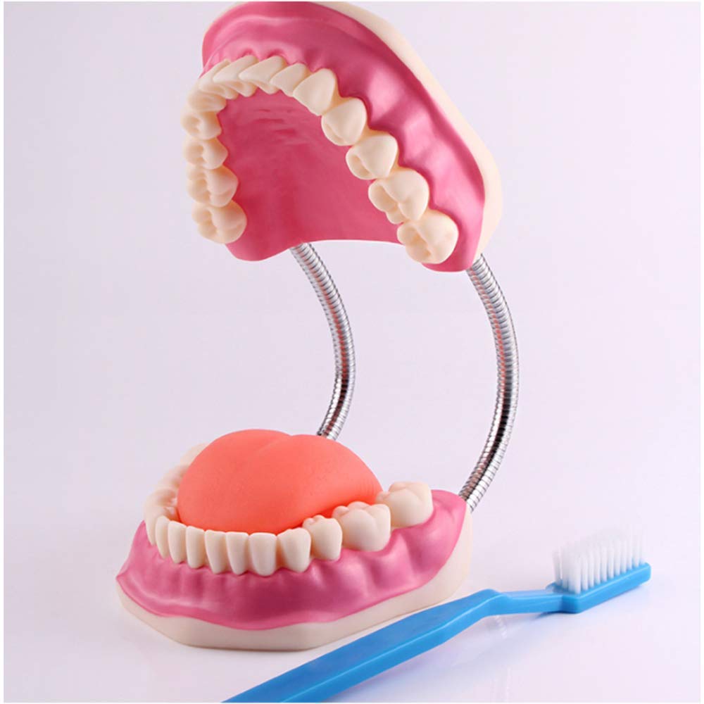 Modello di Denti Template Oral Cura Dental Modello Dental Bambini Studio di educazione Dentale e Forniture per la spazzolatura Dimostrazione Standard per la Salute Orale Adulta