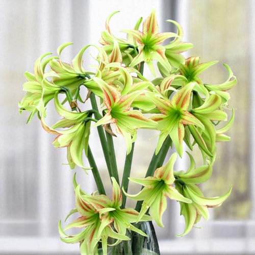 Lime Flare Amaryllis Bulb by Horn Canna Farm | Exotic