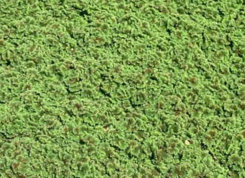 Azolla Fairy Moss Water Plant Aquatic (1 2x2)