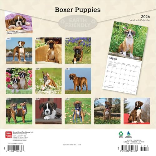 Boxer Puppies – Boxer Welpen 2026 – 16-Monatskalender: Original BrownTrout-Kalender [Mehrsprachig] [Kalender] (Wall-Kalender)