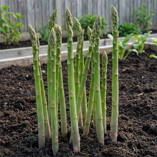 Plantas de Espárragos Morados - 5 Plantas Frigo A+ - Plantas Naturales Exterior de Holanda - Plantas de Exterior Resistentes - Refrigeradas de Crecimiento Rápido Procedentes en Arriates Elevados