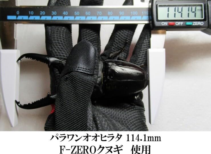 Amazon | ギネス7冠 パラワンオオヒラタ114.1mm【DDA】F-ZERO
