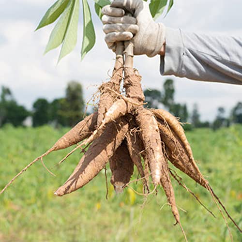 Qauzuy Garden 10 Cassava Manioc Mandioca Seeds(Manihot Esculenta), Yuca, Tapioca Plant Seeds - Highly Nutritious Heirloom Vegetable Seeds - Easy To Grow & Harvest #TOP4