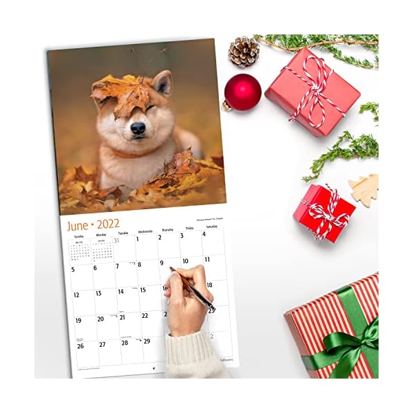 RED EMBER Shiba Inus Wandkalender 2022, zum Aufhängen, 30,5 x 61 cm, geöffnetes dickes und stabiles Papier, Geschenk… – Bild 5