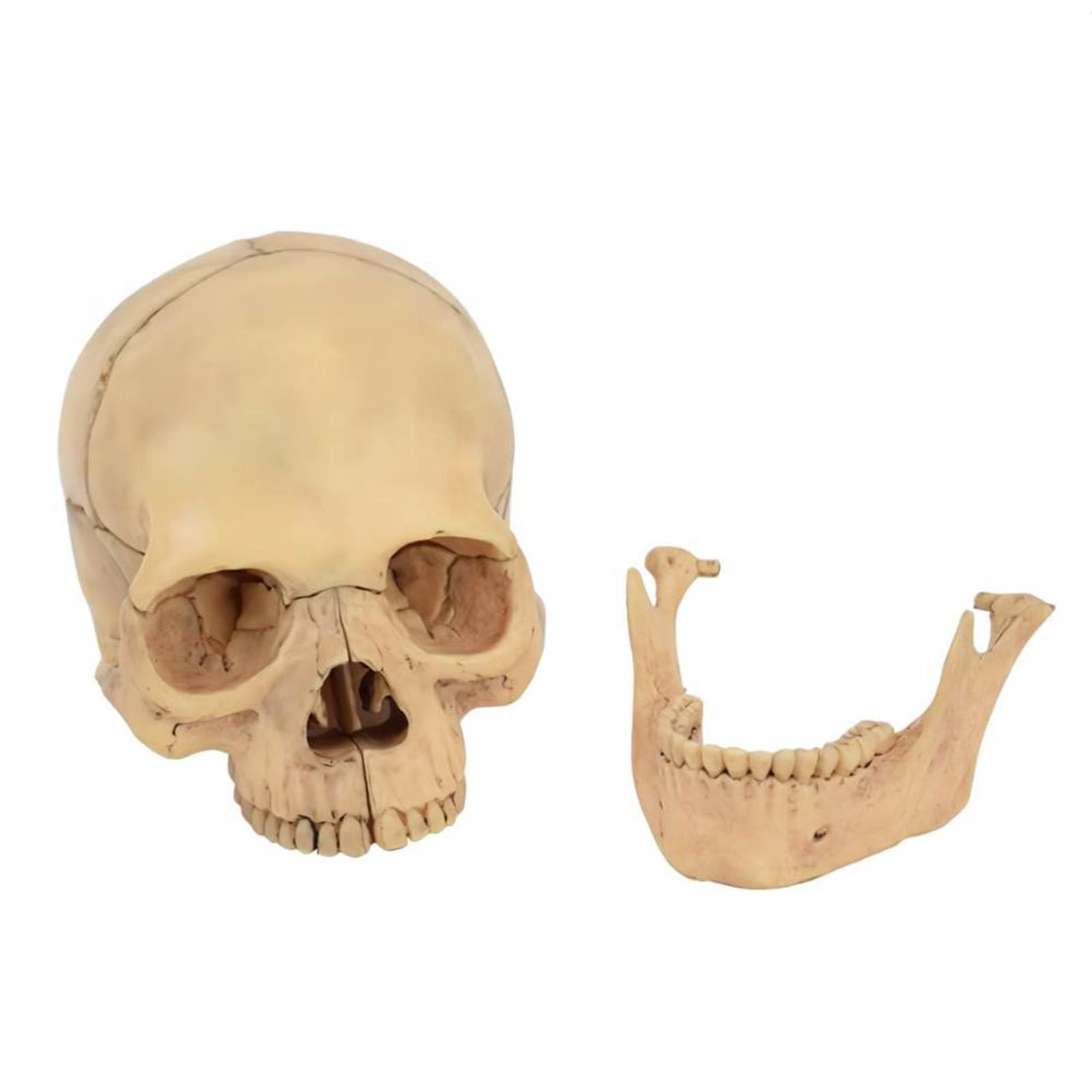 頭蓋骨置物 約15cm Amazon.co.jp: 頭蓋骨模型 15の部品のひらサイズの解剖学的頭蓋骨