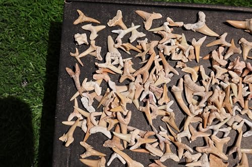 Image of Great Collection of Shark Teeth Fossil Shark Teeth Fossils for Kids Fossils from Morocco A256