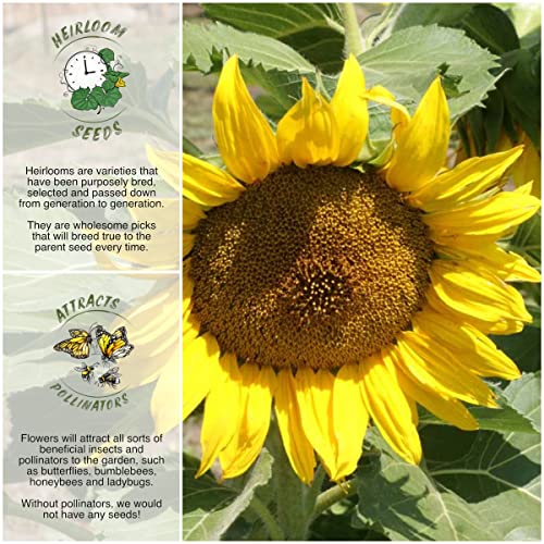 Seed Needs, Dwarf Sunspot Sunflower Seeds For Planting (Helianthus Annuus) Heirloom & Open Pollinated - Grows 2 Feet Tall (1 Pack) #TOP1