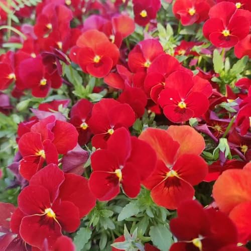 semillas de pensamiento de jardín en macetas semillas resistentes al invierno para el jardín resistentes al invierno para 55pcs