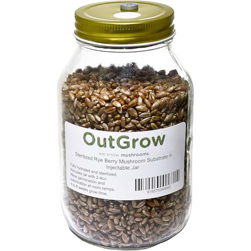 Sterilized Rye Berry Mushroom Substrate in Quart Jar