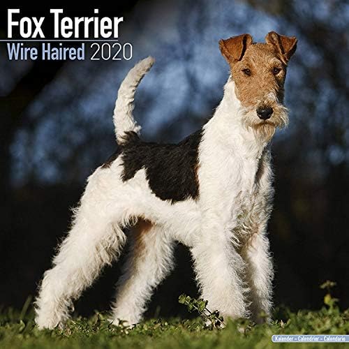fox terrier