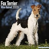 fox terrier club schweiz  Avonside Publishing Ltd: Fox Terrier Wire Haired Calendar 20