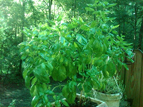 Gigante africano Albero DI BASILICO * 5 SEMI * enorme * DUFT # 1120