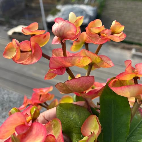 Semi di spina di Cristo, appartamento, arbusti resistenti alla resistenti per giardini, siepi e arbusti selvatici da balcone decorazione 600pcs