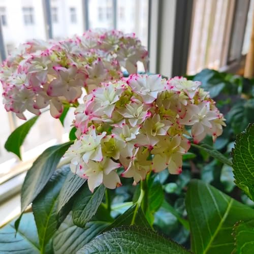 semillas de hortensia - perennes resistentes, balcón variedades antiguas jardín 20pcs