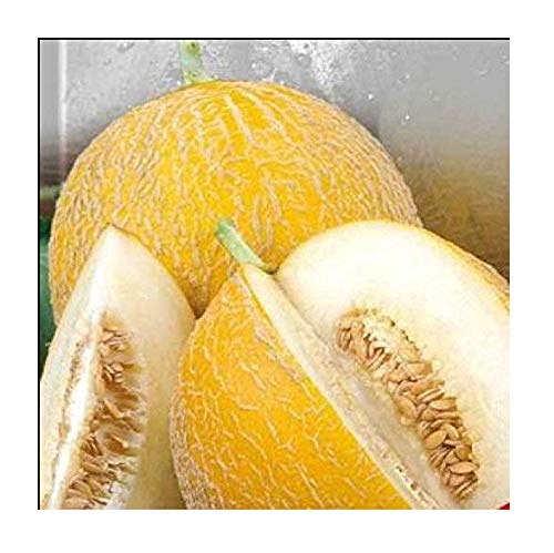 Seeds Fruit Organic Sweet Yellow Honey Melon Lesya. Early from Ukraine 2 Grams