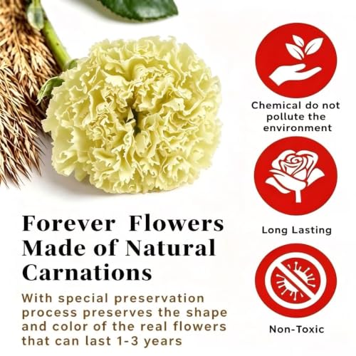 Preserved Carnation Heads 8 Pzs, Flores Eternas Naturales miniatura 6
