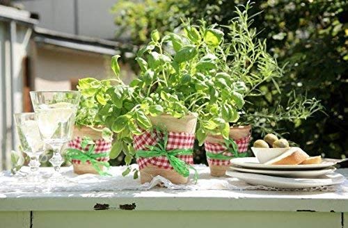 Italienisches Kräuterpaket mit 5 Kräutern/Oregano, Basilikum, Petersilie, Thymian, Majoran / 250 Samen/Ideal für die Fensterbank/der eigene Kräutergarten/Kräutertöpfe - Image 3